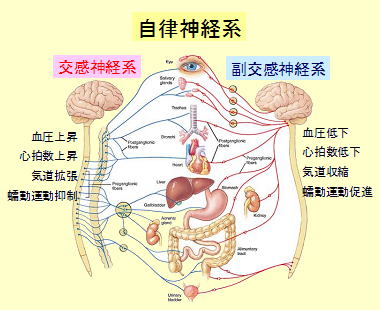 自律神経図